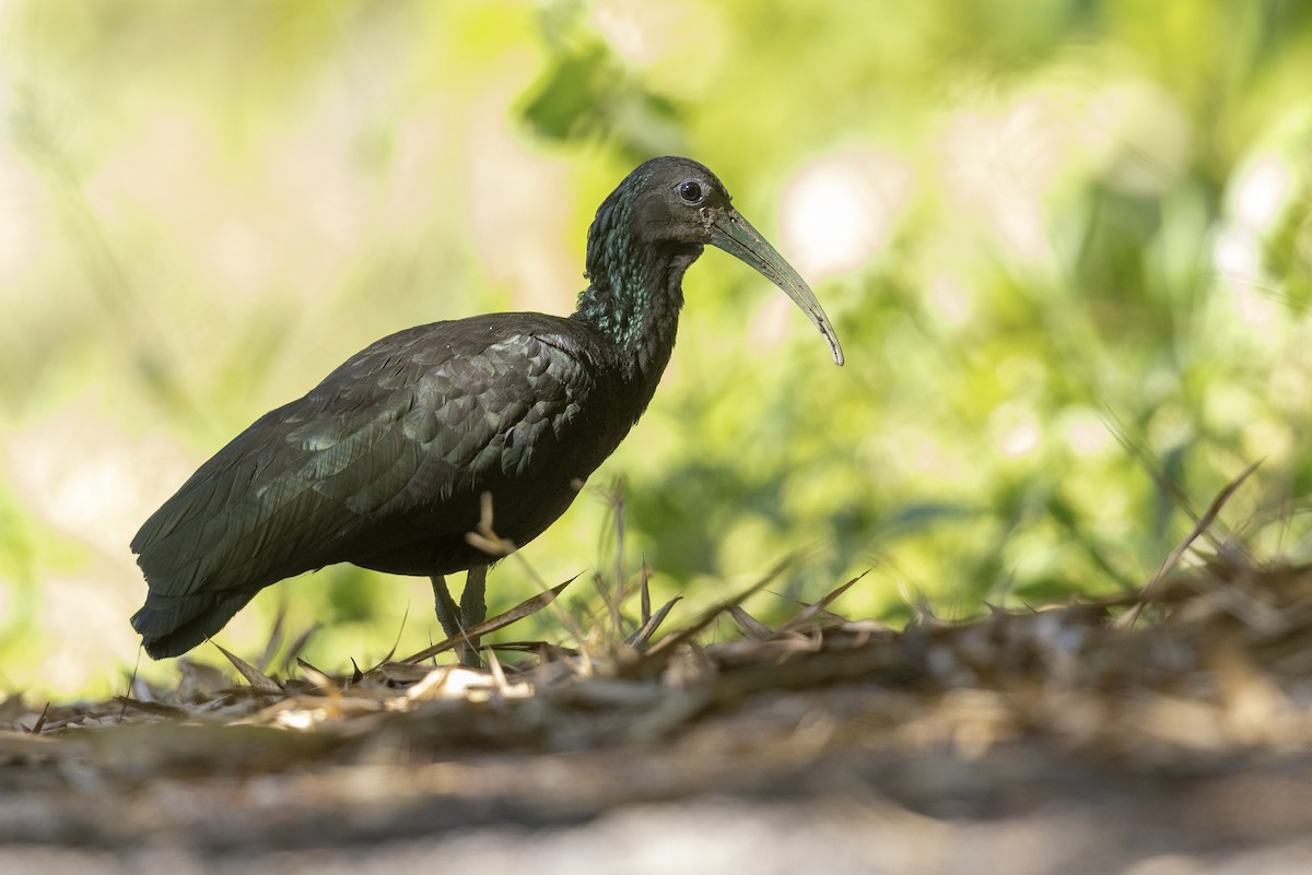 ibis zelený - ML620581799