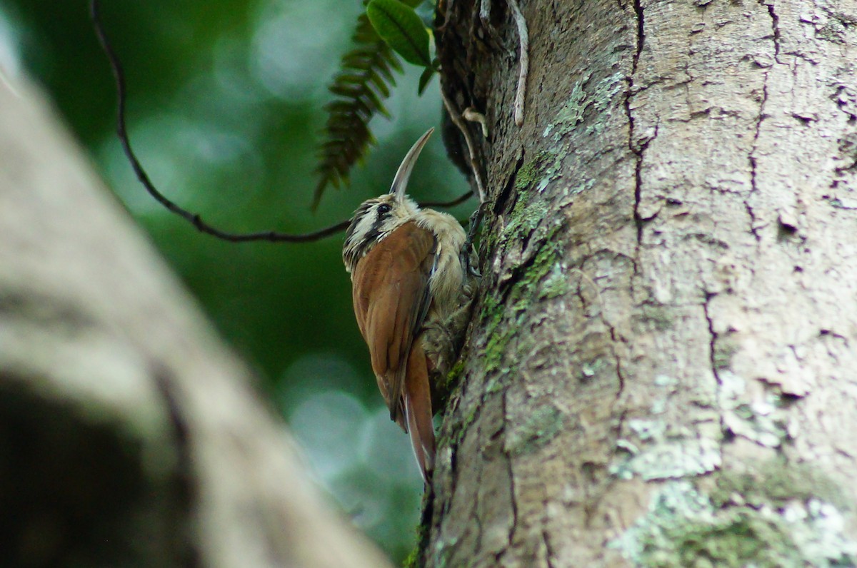 Narrow-billed Woodcreeper - ML620581803