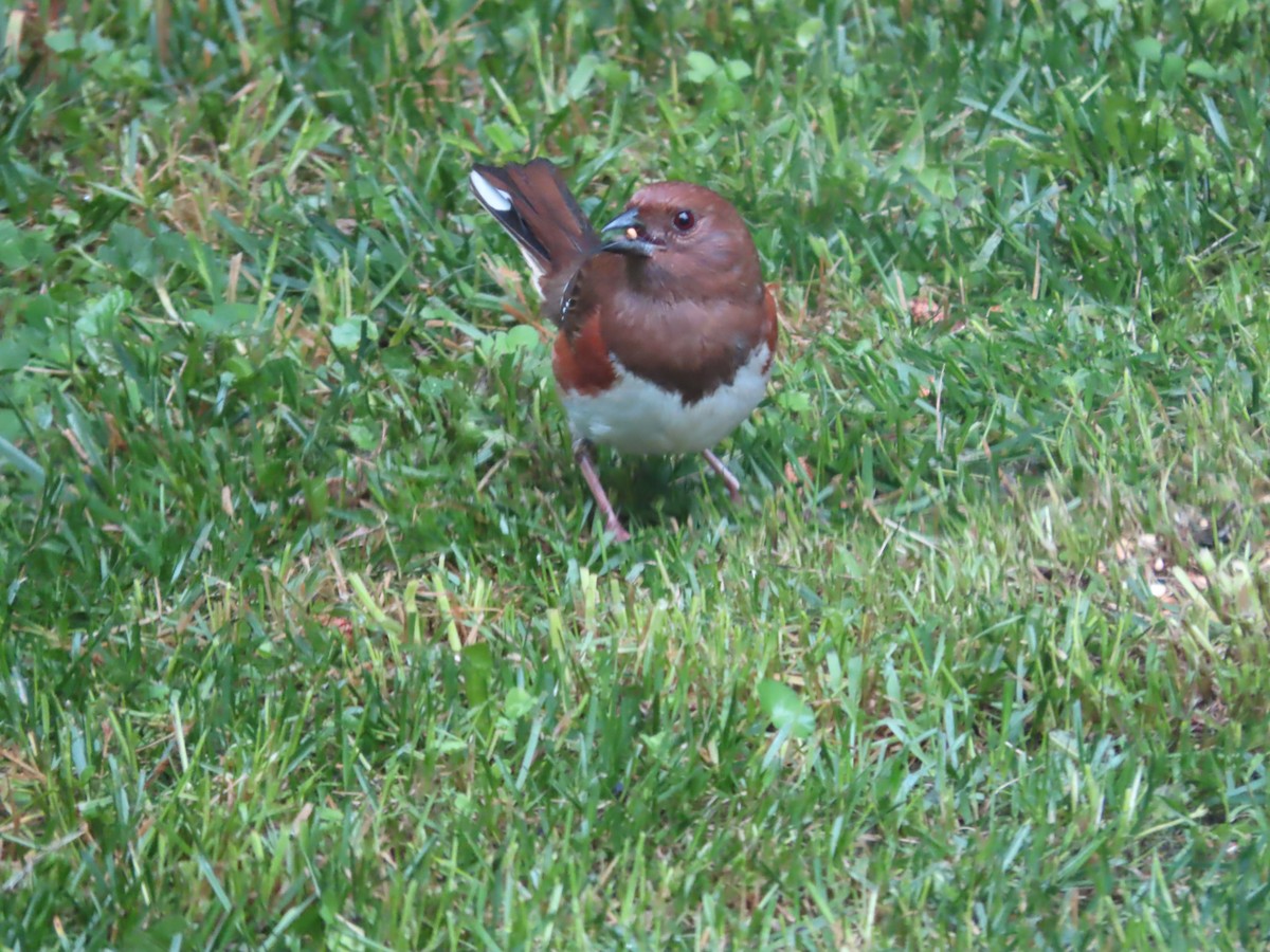 Eastern Towhee - ML620581805