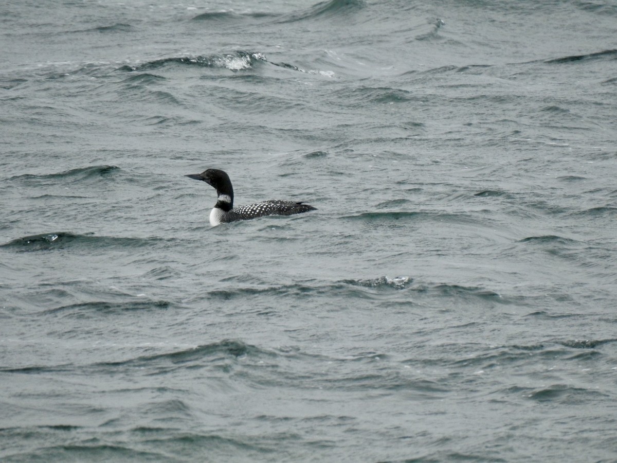 Common Loon - ML620581823