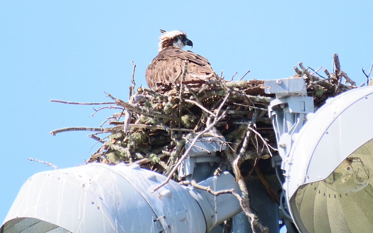 Osprey - ML620581825