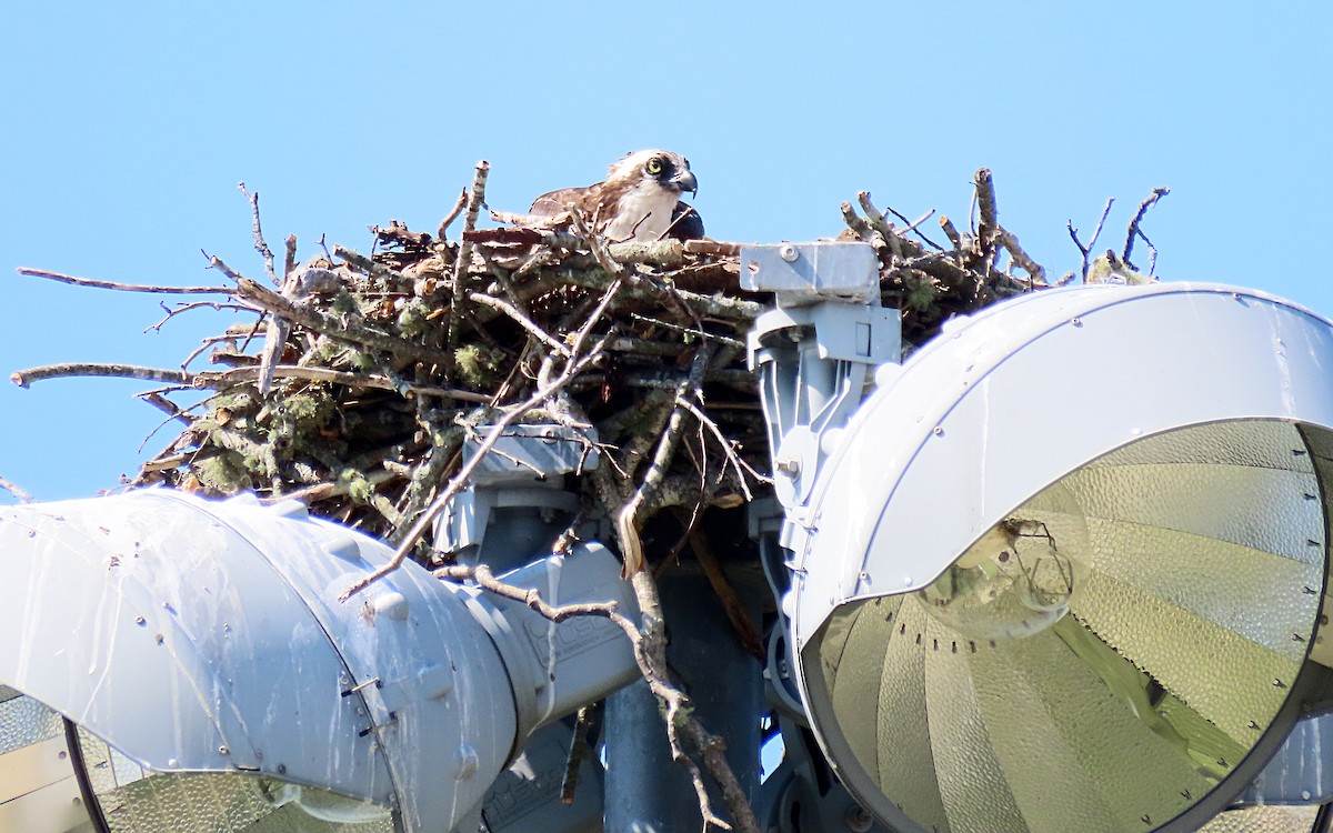 Águila Pescadora - ML620581828