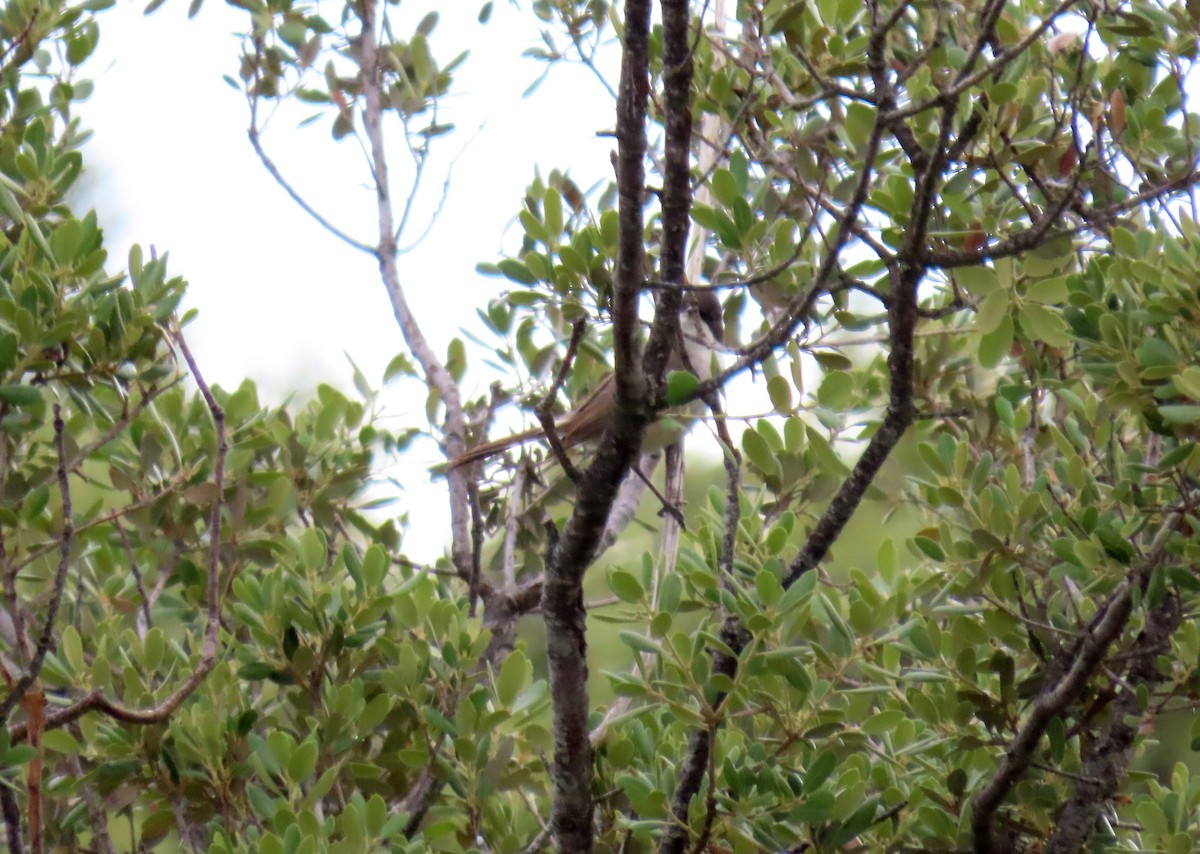 Western Orphean Warbler - ML620581829