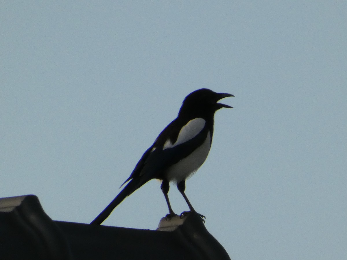 Eurasian Magpie - ML620581831