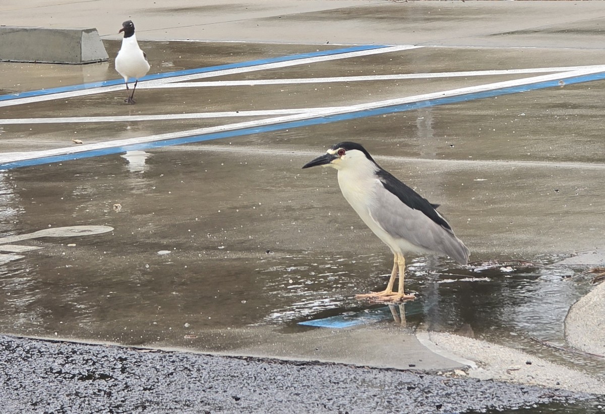 Black-crowned Night Heron - ML620581832