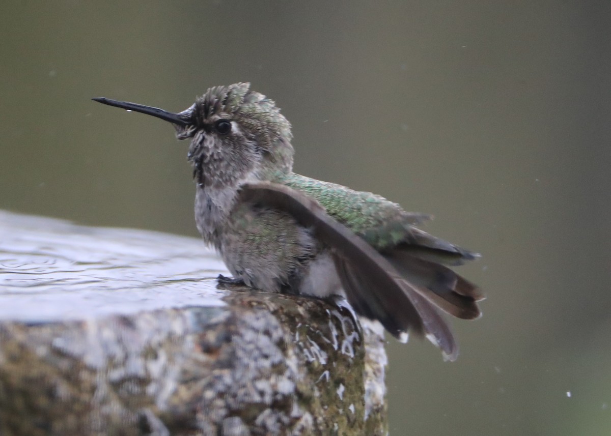 hummingbird sp. - ML620581834