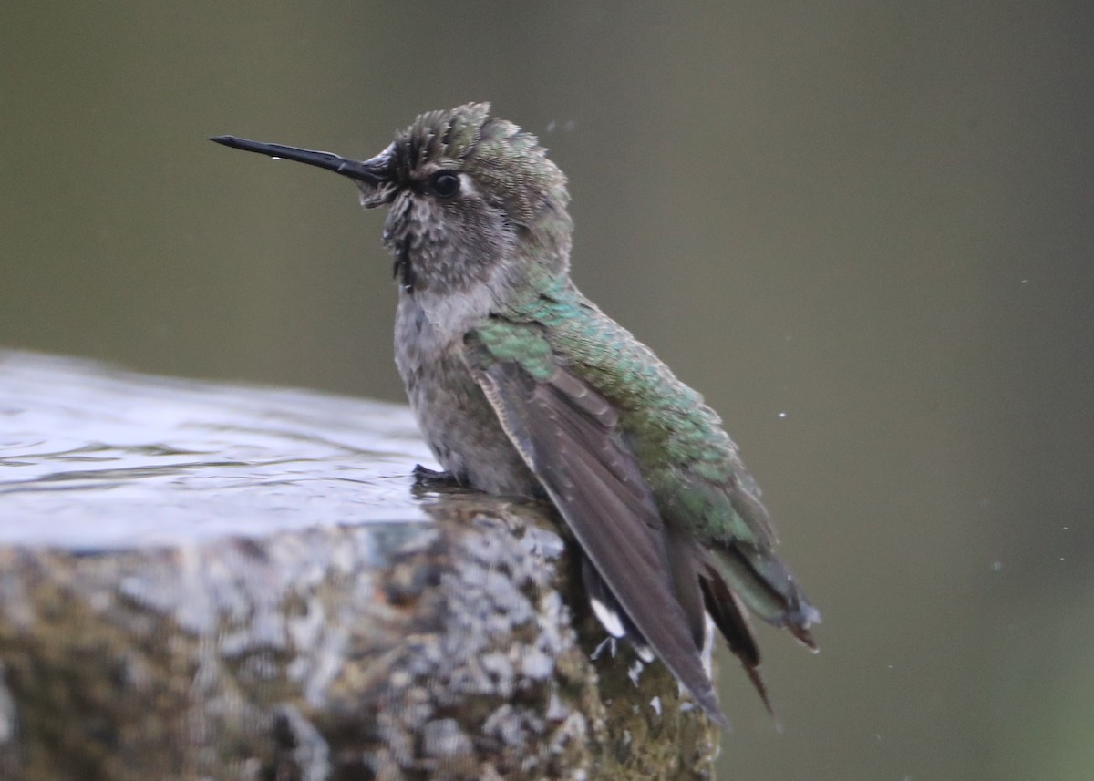 hummingbird sp. - ML620581835