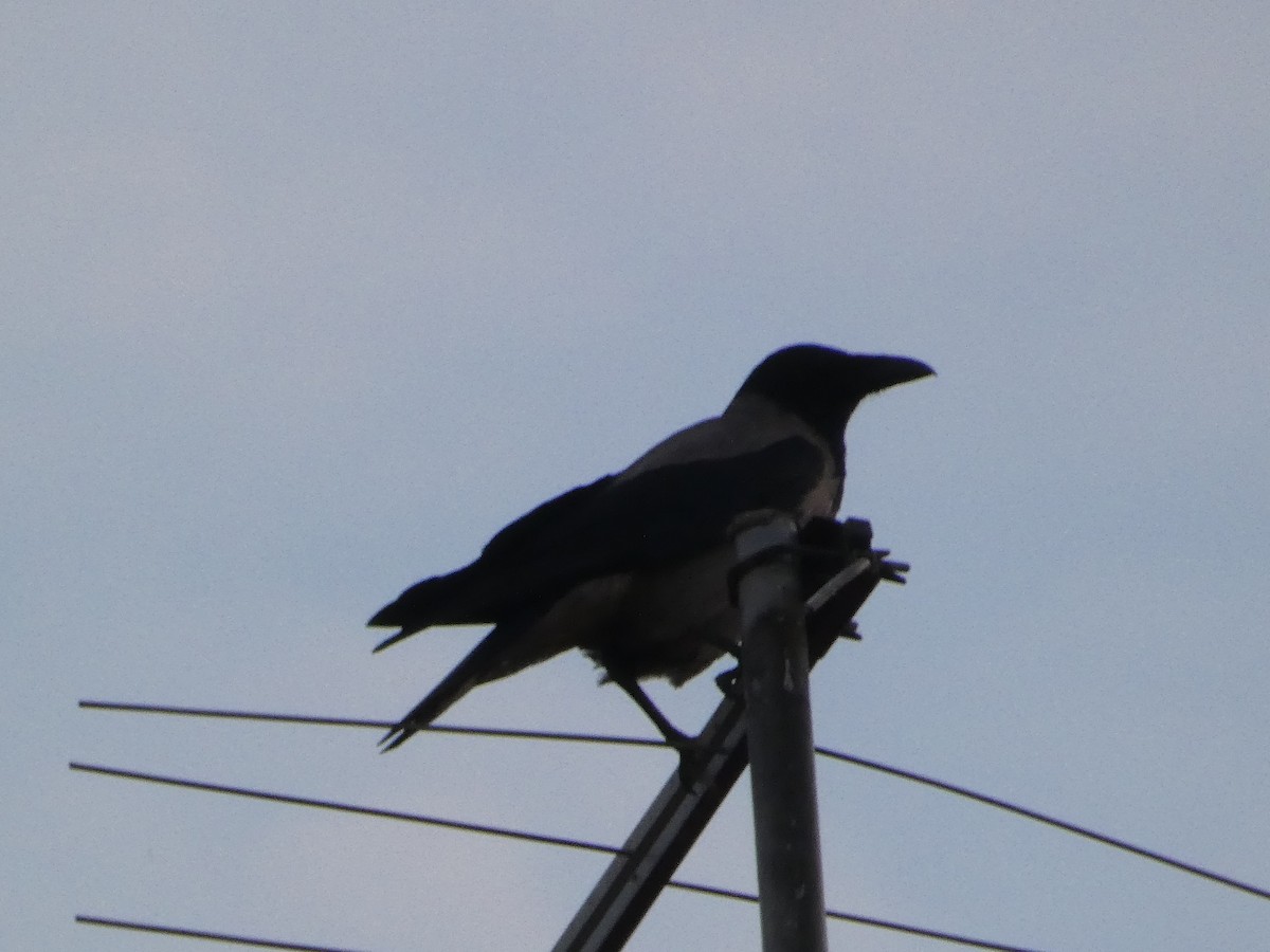 Hooded Crow - ML620581836