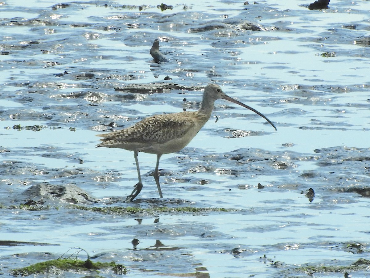 Long-billed Curlew - ML620581837