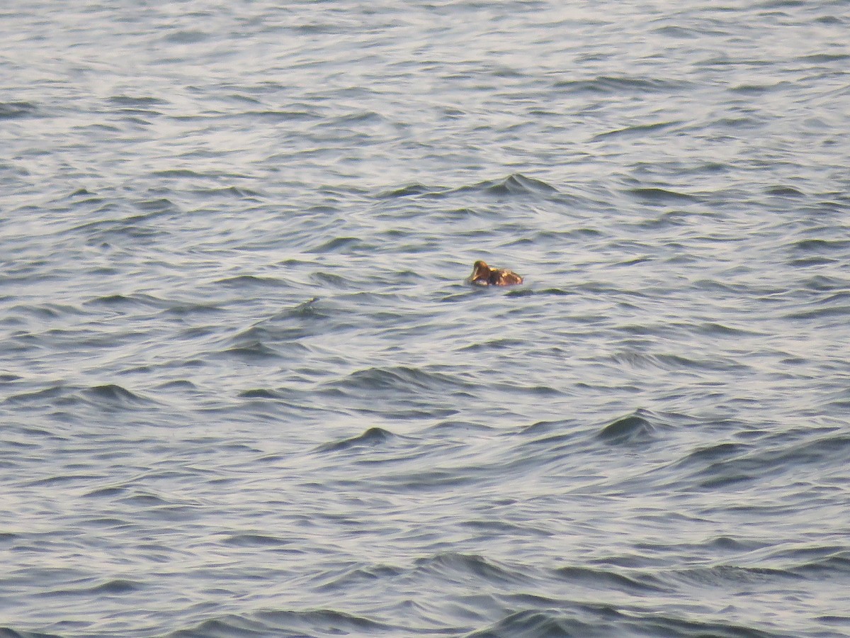 Common Eider - Tom Preston