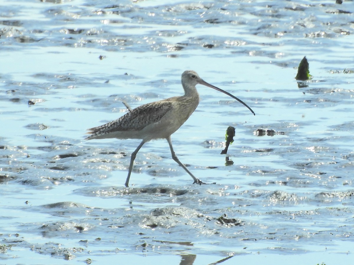 Long-billed Curlew - ML620581844