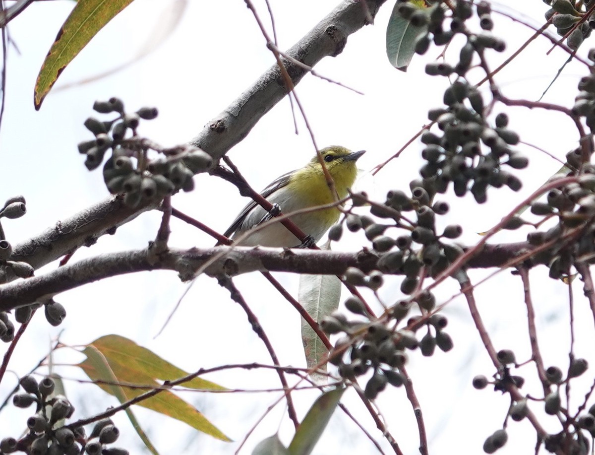 Vireo Gorjiamarillo - ML620581846