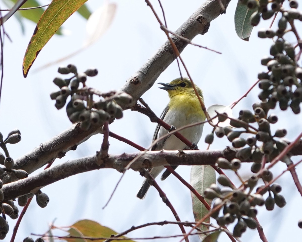 Vireo Gorjiamarillo - ML620581847