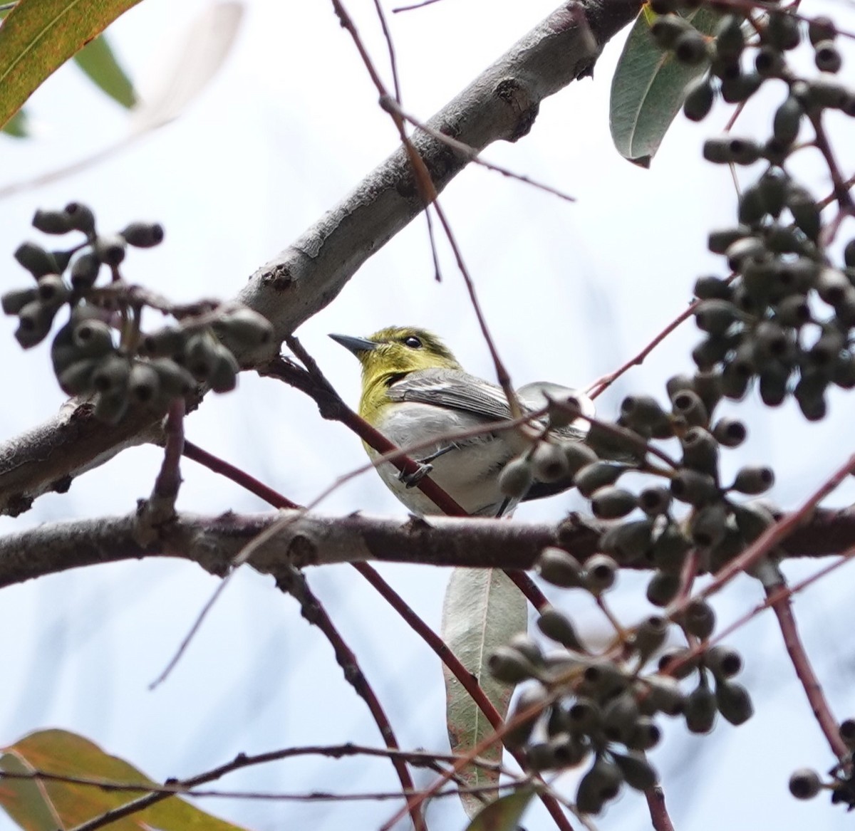 Yellow-throated Vireo - Sylvia Afable