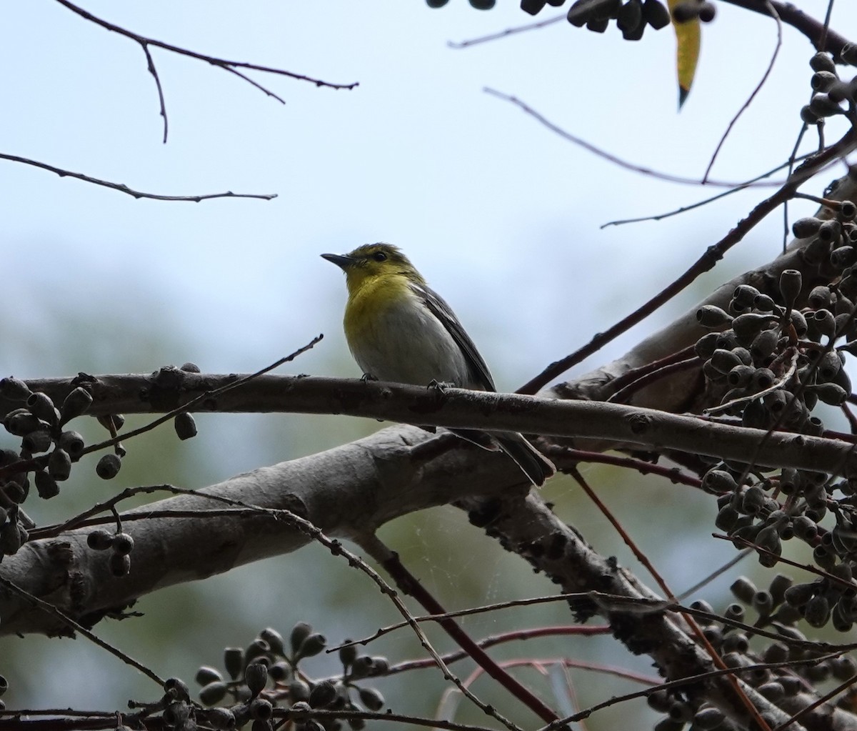 Sarı Gerdanlı Vireo - ML620581849