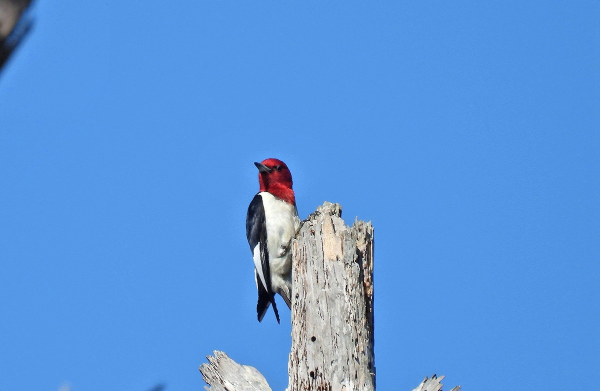 Red-headed Woodpecker - ML620581857
