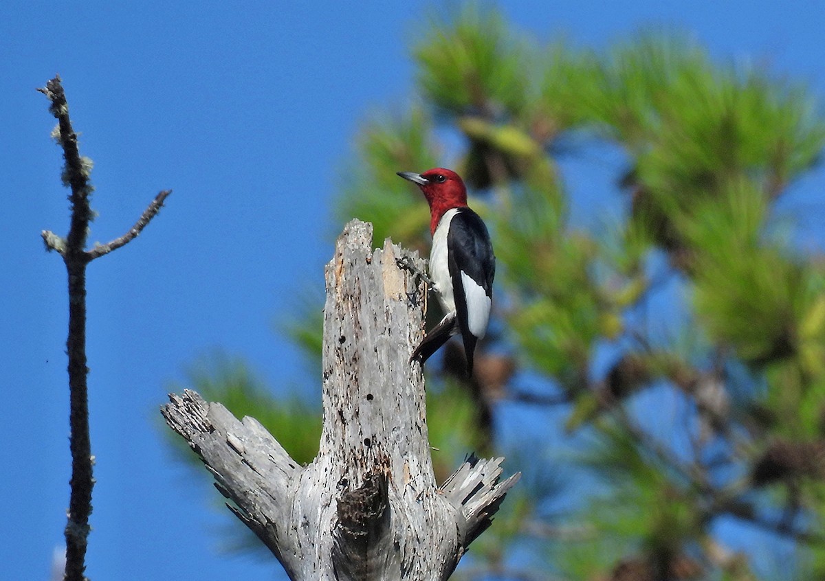 Red-headed Woodpecker - ML620581858