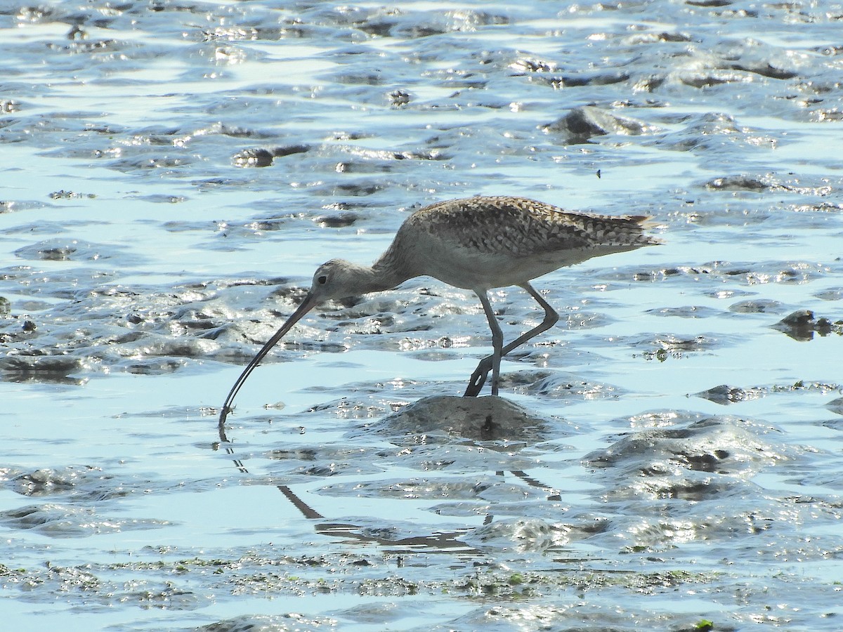 Long-billed Curlew - Bob Boekelheide