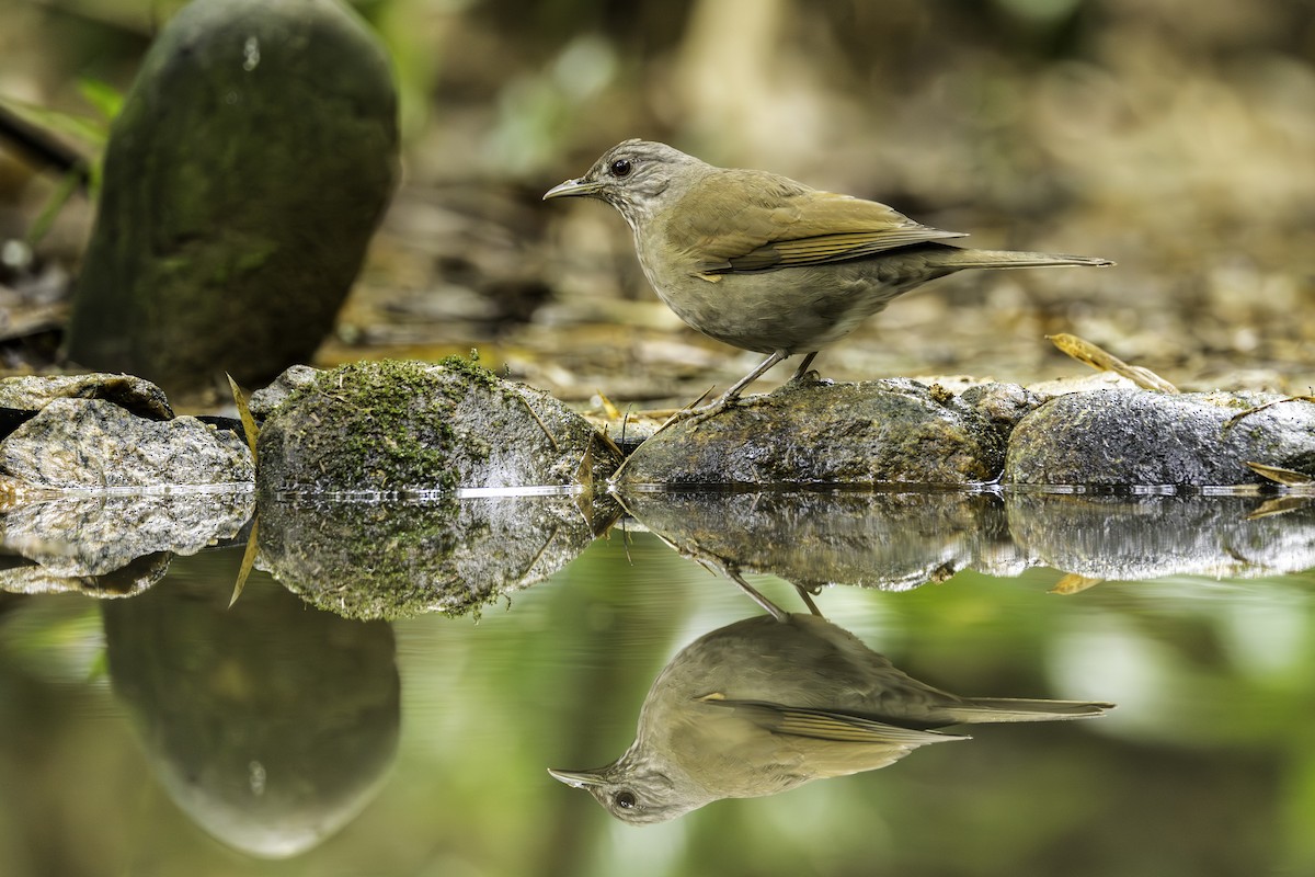 Pale-breasted Thrush - ML620581860