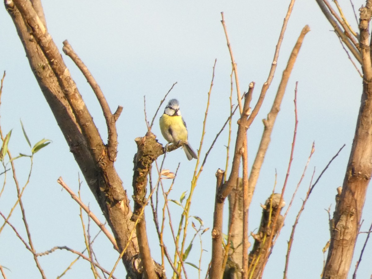 Eurasian Blue Tit - ML620581861