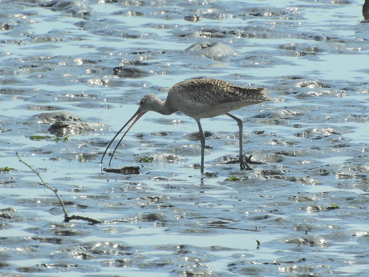 Long-billed Curlew - ML620581863