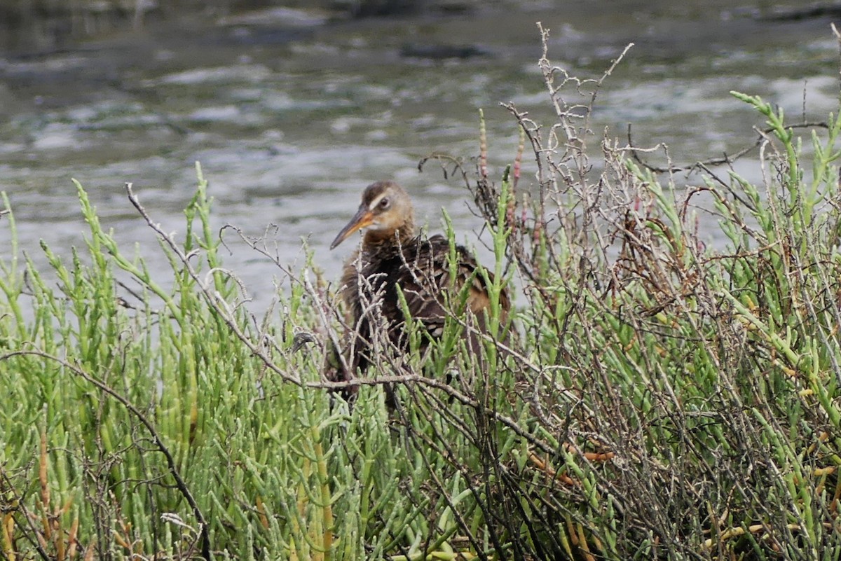 Ridgway's Rail - Brandon K. Percival