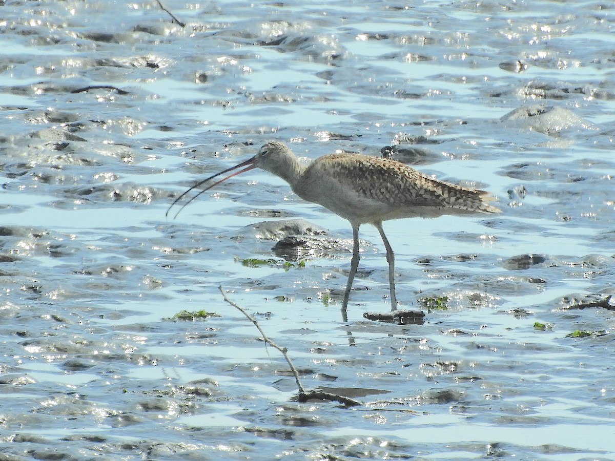 Long-billed Curlew - ML620581870