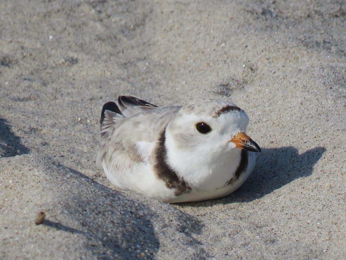 Piping Plover - ML620581873