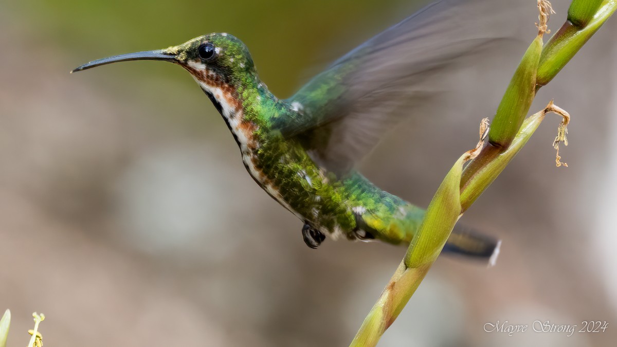 Green-breasted Mango - ML620581875