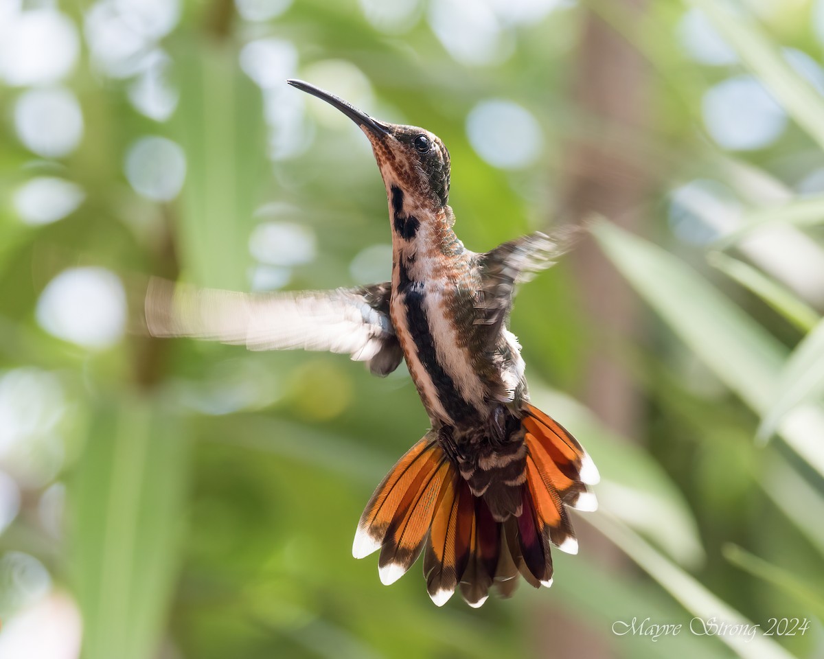 Green-breasted Mango - ML620581881