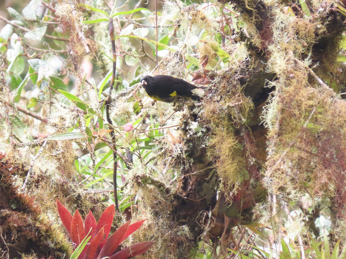 Yellow-bellied Siskin - ML620581891