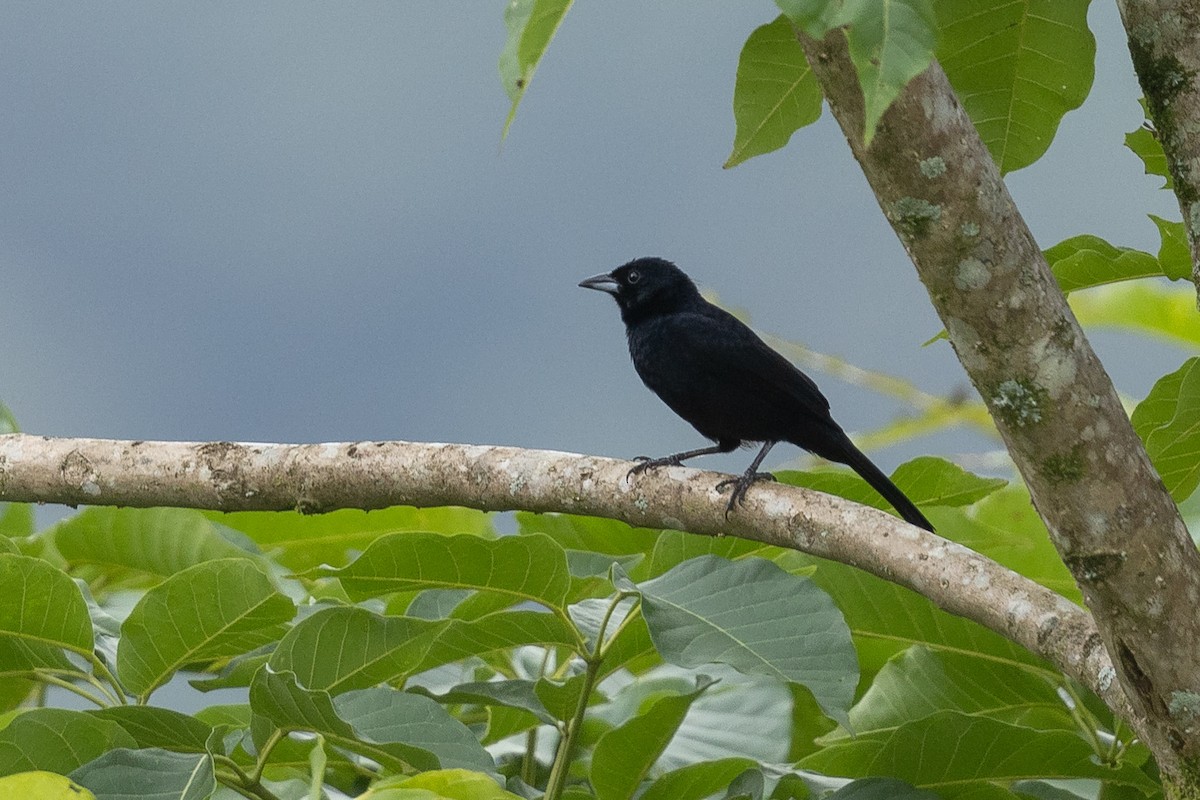 White-lined Tanager - ML620581893