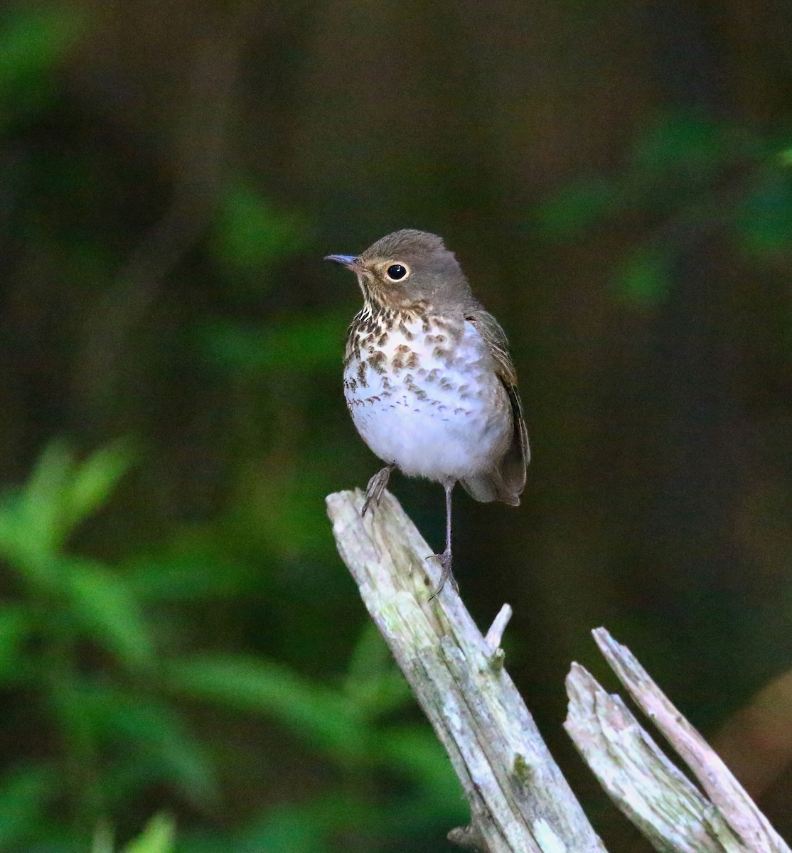 Swainson's Thrush - ML620581896