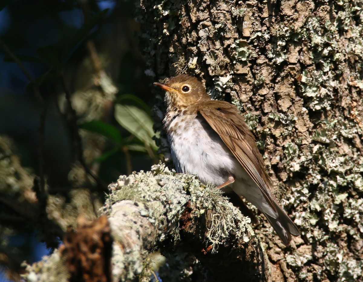 Swainson's Thrush - ML620581898