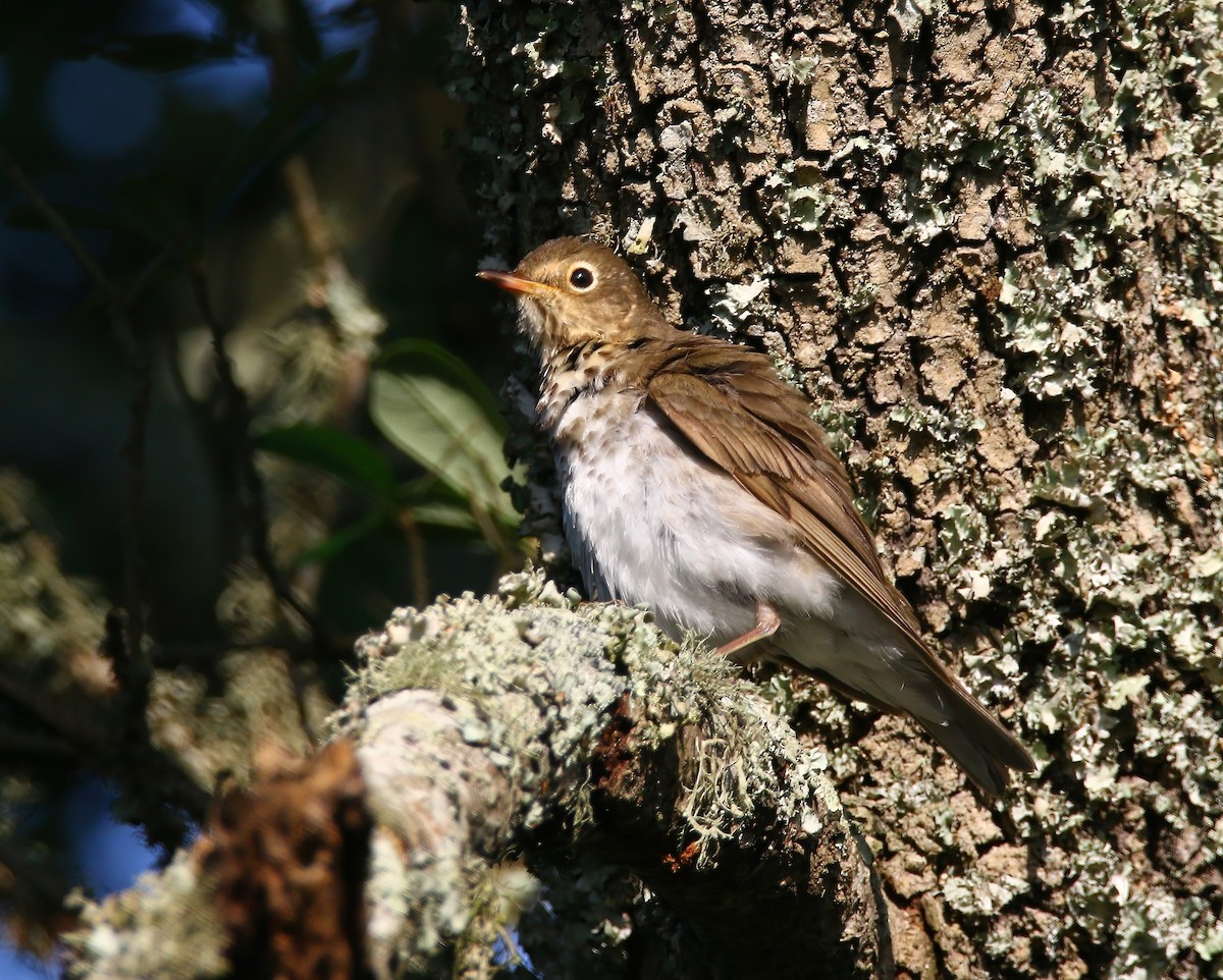 Swainson's Thrush - ML620581899