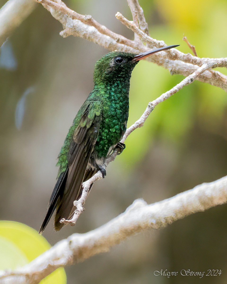 Canivet's Emerald - Mayve Strong