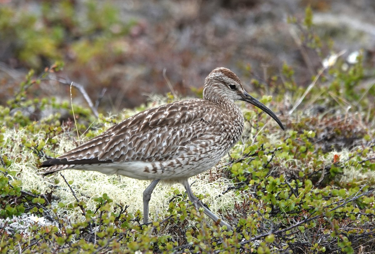 Whimbrel - Diane Stinson