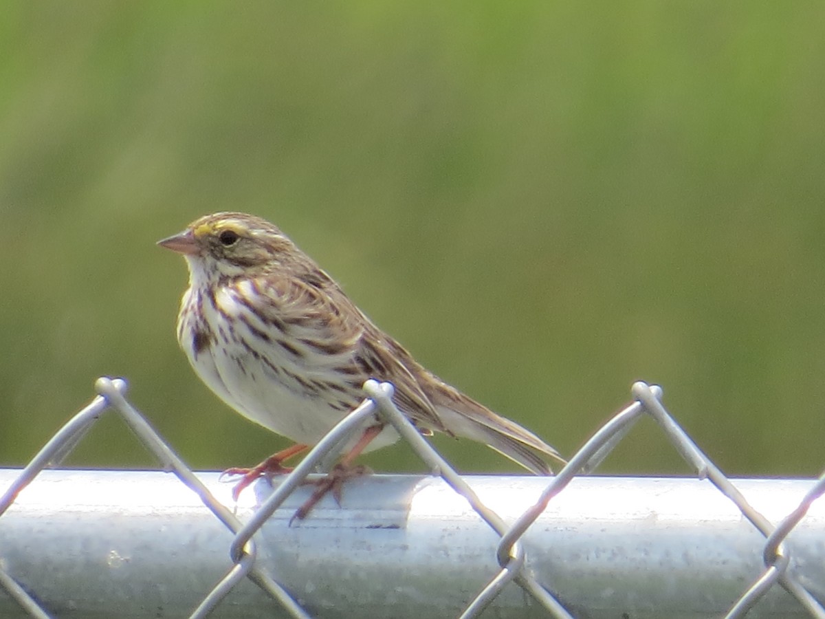 Savannah Sparrow (Savannah) - Howard Williams