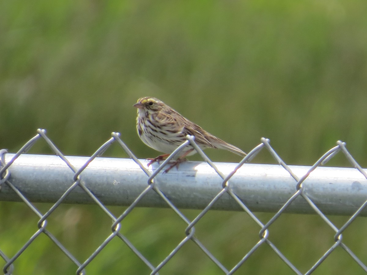 Savannah Sparrow (Savannah) - ML620581919