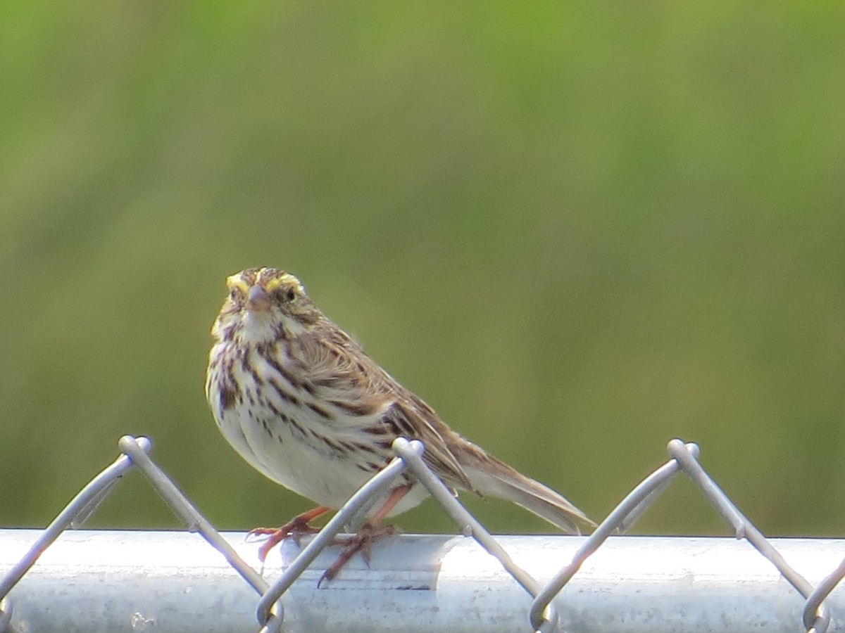 Savannah Sparrow (Savannah) - ML620581921