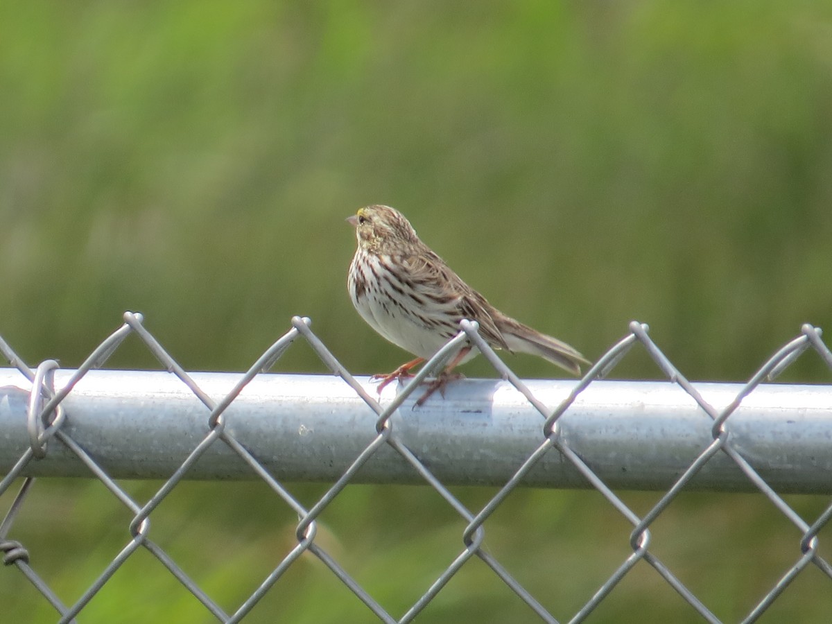 Savannah Sparrow (Savannah) - ML620581922