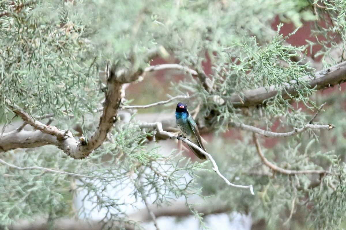 Colibrí Orejiblanco - ML620581928