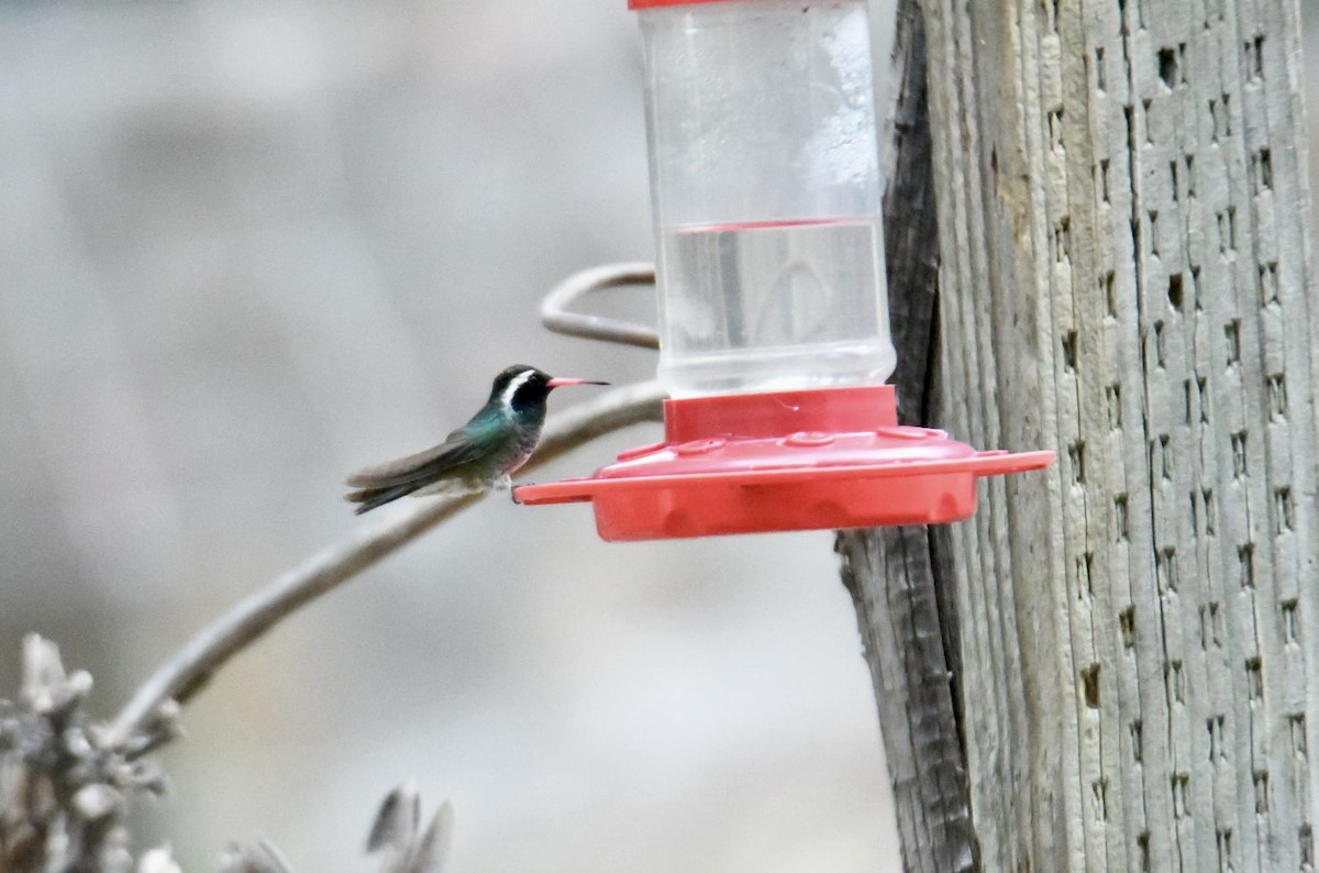 White-eared Hummingbird - ML620581929