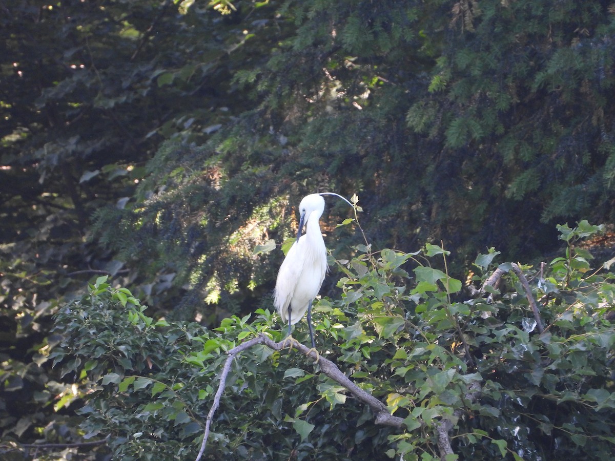 Little Egret - ML620581933