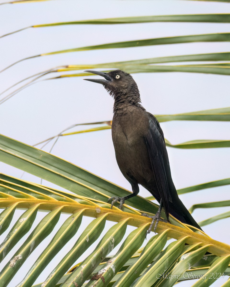 Great-tailed Grackle - ML620581935