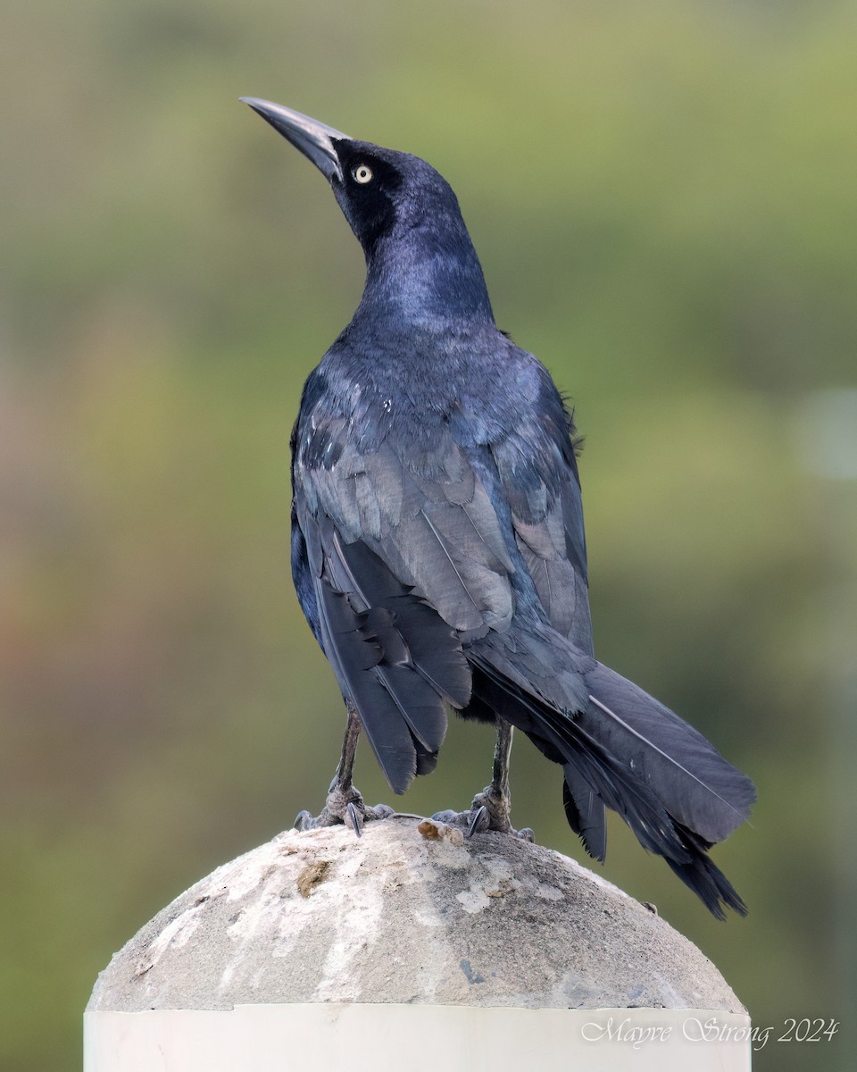 Great-tailed Grackle - ML620581936