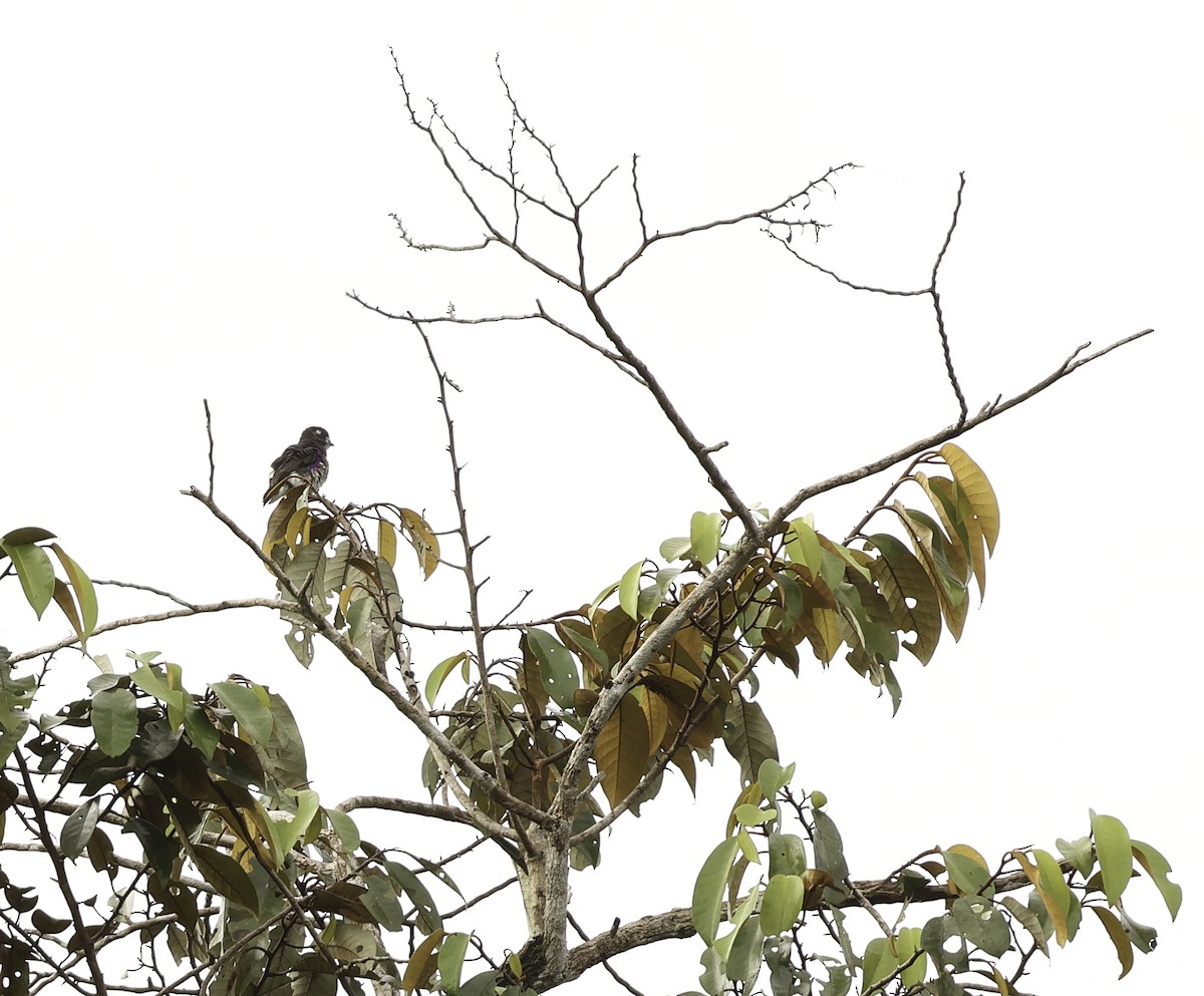 White-browed Purpletuft - ML620581939