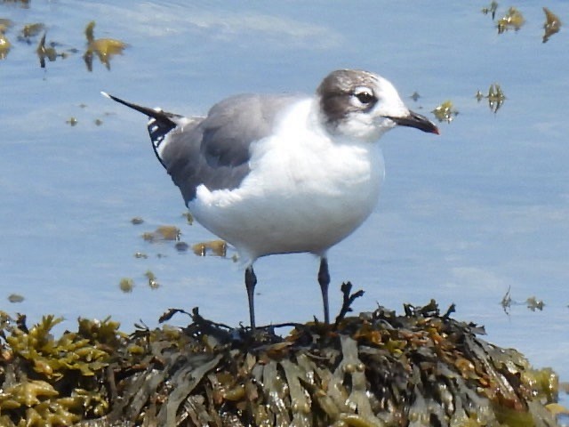 Franklin's Gull - ML620581943