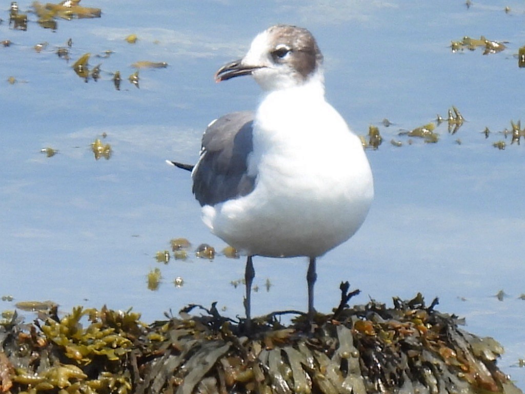 Franklin's Gull - Stephen Spector