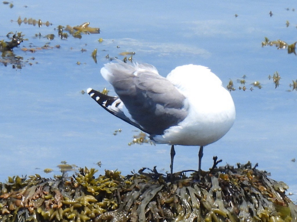 Franklin's Gull - ML620581945